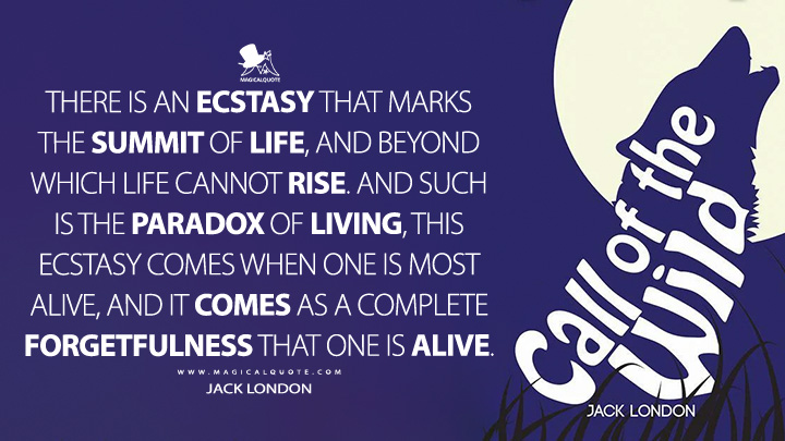 There is an ecstasy that marks the summit of life, and beyond which life cannot rise. And such is the paradox of living, this ecstasy comes when one is most alive, and it comes as a complete forgetfulness that one is alive. - Jack London (The Call of the Wild Quotes)