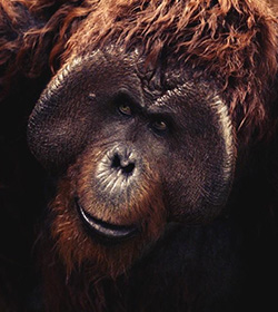 Maurice (Rise of the Planet of the Apes 2011 Movie Quotes)
