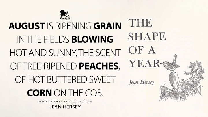 August is ripening grain in the fields blowing hot and sunny, the scent of tree-ripened peaches, of hot buttered sweet corn on the cob. - Jean Hersey (The Shape of a Year Quotes)