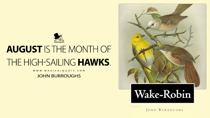 August is the month of the high-sailing hawks. - John Burroughs (Wake-robin Quotes)